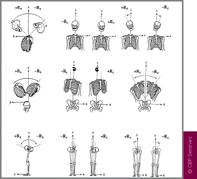 Chiropractic Durham NC Posible Postural Rotations