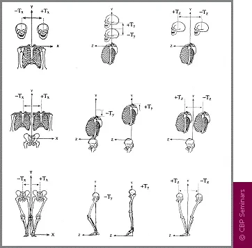 Chiropractic Durham NC Posible Translation Postures